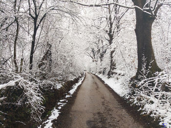 Snow covered road amidst trees in forest