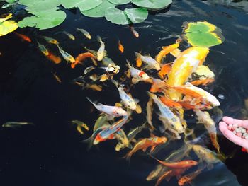 Fish in pond