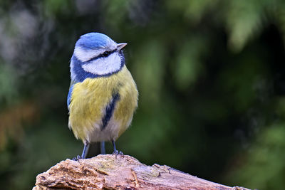 Close-up of bird perching on wood