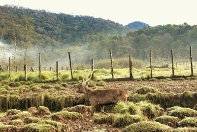 View of sheep on field