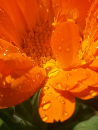 Close-up of wet orange flower