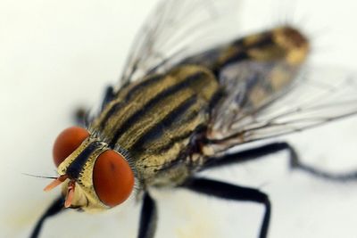 Close-up of insect on leaf