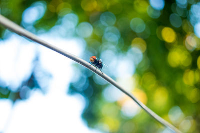 Close-up of insect on plant