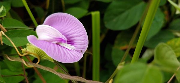 Close-up of purple flowering plant