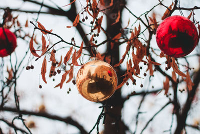 Close-up of christmas tree in winter