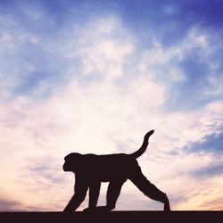 Silhouette monkey against sky