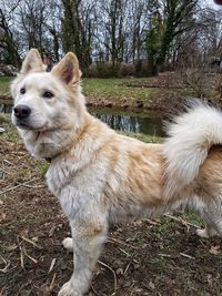 View of dog looking away on field