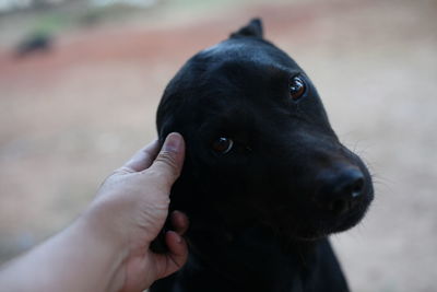 Cropped hand of person petting dog