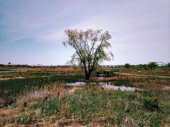 Trees in field