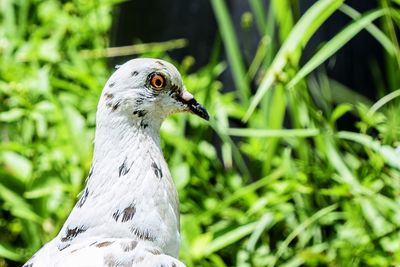 Close-up of a bird looking away