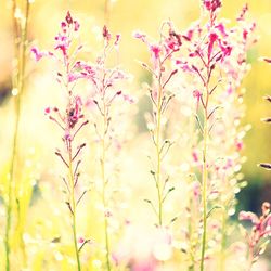 Close-up of pink flowering plants