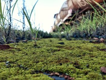 Close-up of moss on land