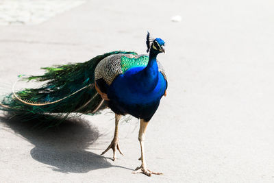 Close-up of peacock