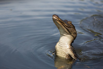 High angle view of crocodile swimming in sea