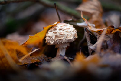 Close-up of dried autumn leaves on field