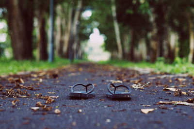Close-up of leaves on road
