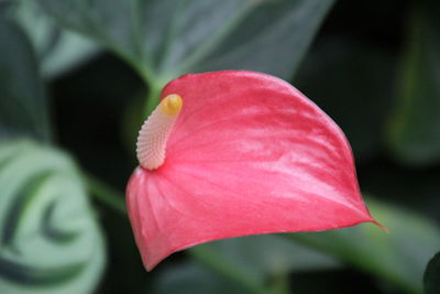 Close-up of pink flower