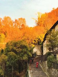 Steps amidst trees during autumn