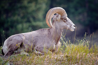 View of an animal on field