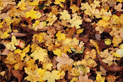 High angle view of yellow maple leaves on field