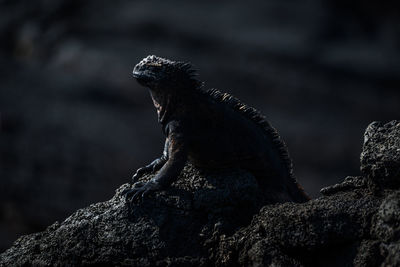 Iguana on rock formation at night