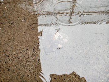 High angle view of turtle on beach