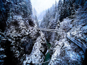 Snow covered land and trees in forest