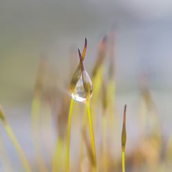 Close-up of water drops on flowering plant