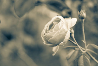 Close-up of white rose