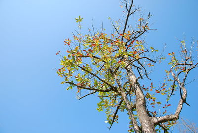 Low angle view of flowering tree against clear blue sky