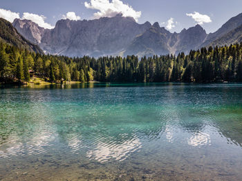Reflection of trees in calm lake
