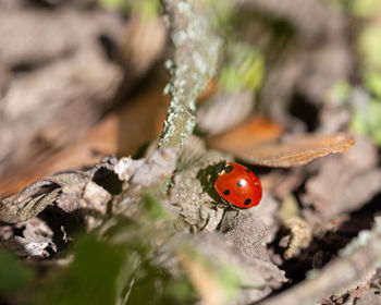 Close-up of ladybug on plant