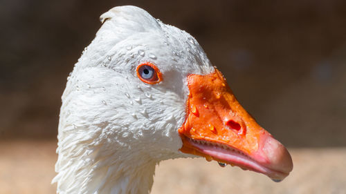 Close-up of a wet goose