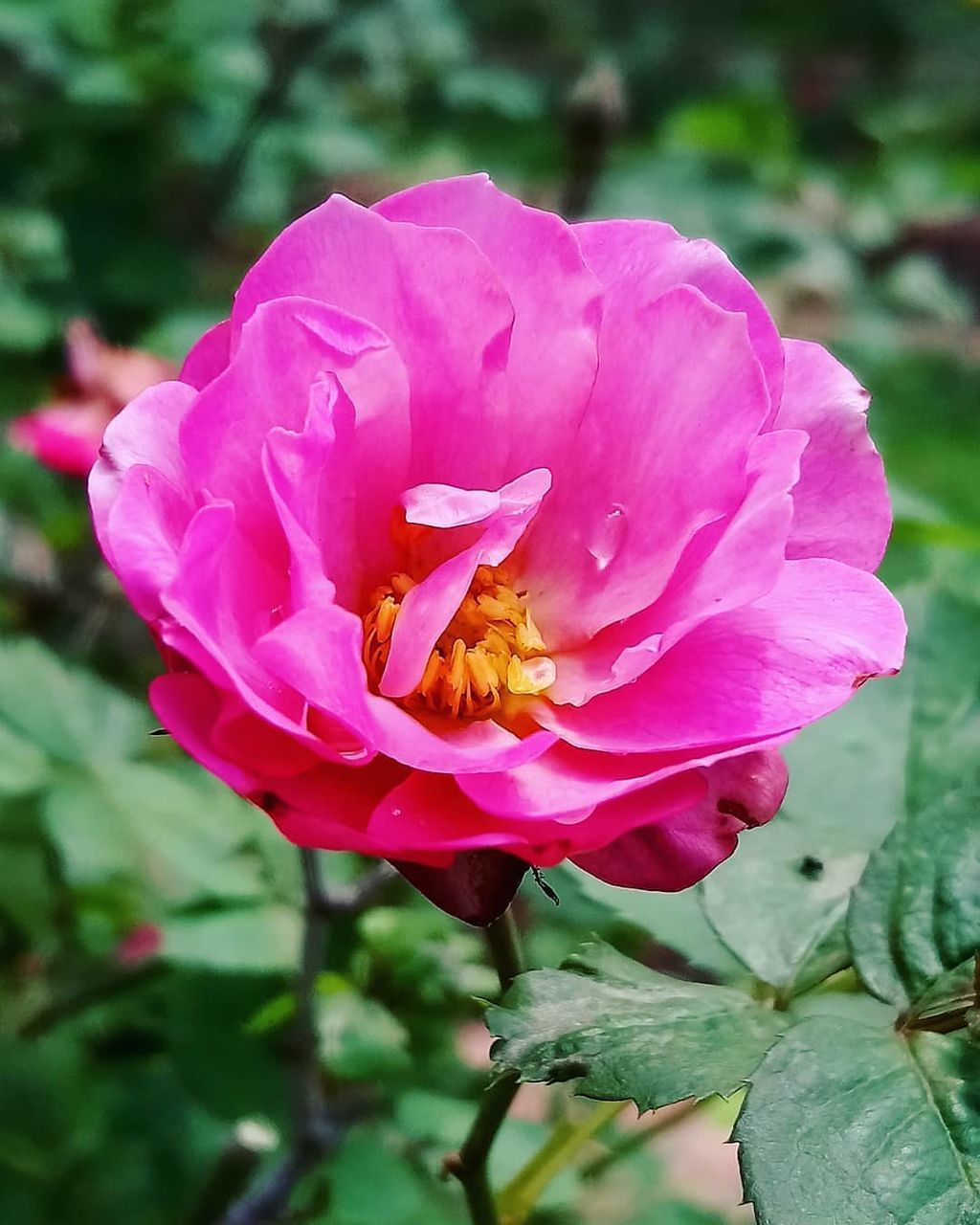 flower, flowering plant, petal, beauty in nature, freshness, plant, fragility, vulnerability, flower head, inflorescence, pink color, close-up, growth, focus on foreground, nature, day, pollen, no people, rose, outdoors