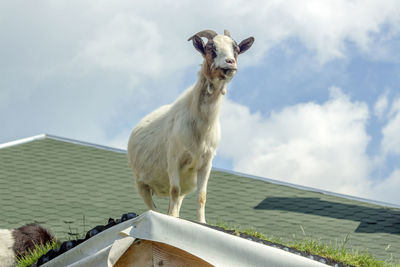 Portrait of a goat standing against the sky