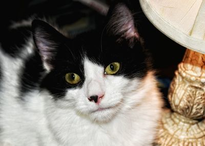 Close-up portrait of cat