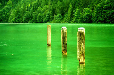 Wooden post in lake against trees