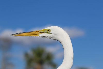 Egret portrait 