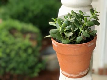 Close-up of potted plant