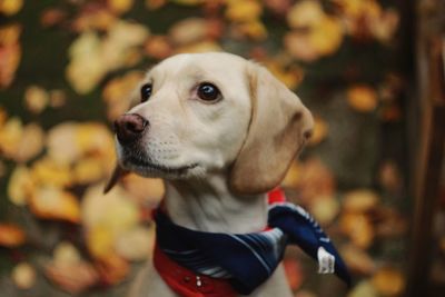 Close-up of a dog looking away