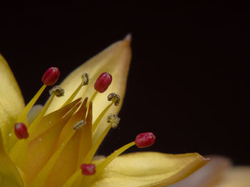 Close-up of fruits on table against black background