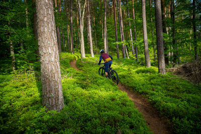 A young man riding a mountain bike on a singletrail in the forest near klagenfurt, austria.