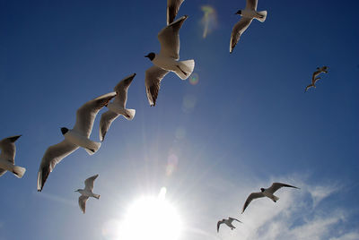 Low angle view of seagulls flying