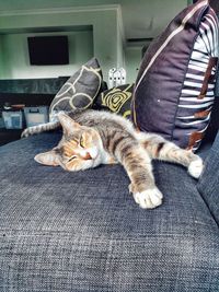 Cat lying on sofa at home