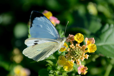 Close-up of butterfly pollinating on flower