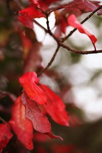 Close-up of red flower on tree