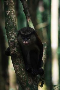 Close-up of monkey on tree trunk