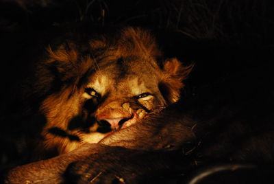 Close-up of lion relaxing at night