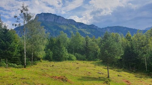 Mountain behind forest