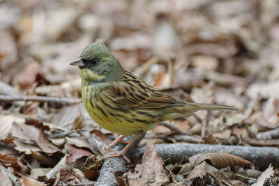 Close-up of bird perching on rock